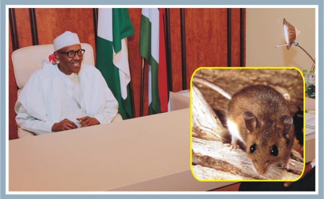 Image result for buhari and rats